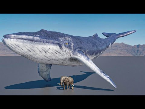Blue whale vs Elephant Size Comparsion