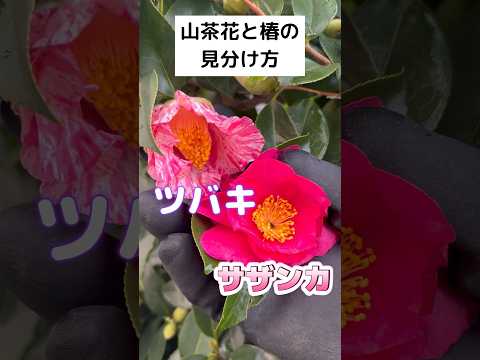 キョウチクトウのさやの使い方は？庭師のためのヒント  庭園