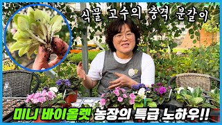 미니 바이올렛 농장의 특급 노하우 모두 공개합니다!! 충격적인 분갈이와 번식방법까지!!
