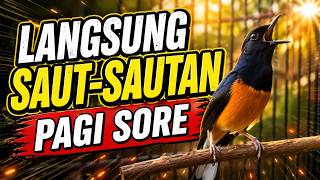 Download lagu PAGI SORE SAUT SAUTAN🔥murai batu GACOR ampuh JADIKAN murai macet agar BUNYI GACOR emosi full materi mp3