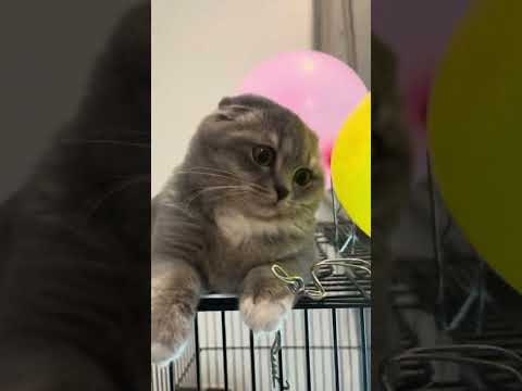 Bff lulwa and kuku 😻🦅‼️