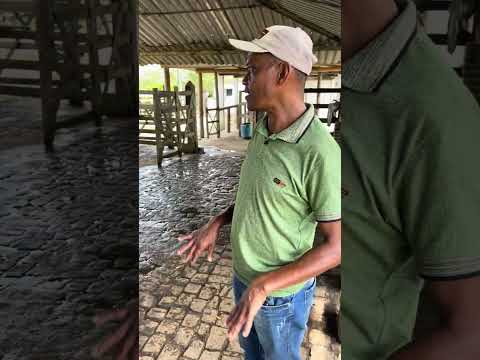 Fazenda Santa Ana — IMG_8210 (Uruçuca, Bahia)