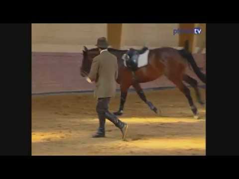 Longieren - so wichtig ist es als Teil der Ausbildung junger Pferde | Légèreté | Philippe Karl