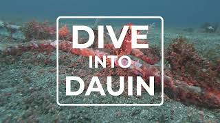 Dive Into Dauin, with The Dive Hub