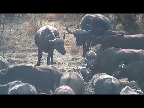 Djuma: Huge Buffalo herd comes to the dam (fully sighting) - 08:59 - 08/24/21
