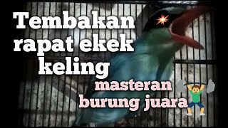 Download lagu Burung Ekek Keling nembak rapat/ cocok untuk Masteran mp3 Download lagu Burung Ekek Keling nembak rapat/ cocok untuk Masteran mp3