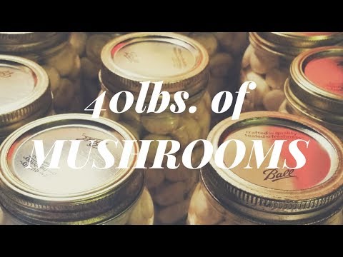 download lagu mp3 mp4 How To Can Mushrooms, download lagu How To Can Mushrooms gratis, unduh video klip How To Can Mushrooms