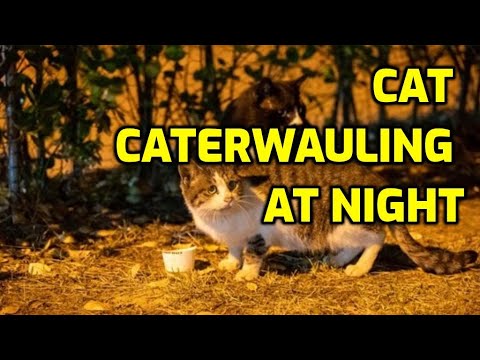 How To Stop Your Cat From Yowling At Night