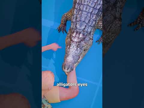 How To Escape An Alligator Death Roll 😨