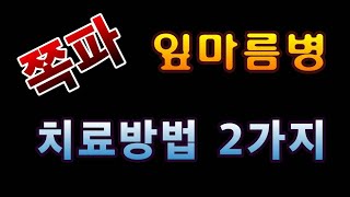 [텃밭농부.790]  쪽파 잎마름병 해결방법 2가지 #쪽파재배 #쪽파잎마름병 #쪽파잎끝마름