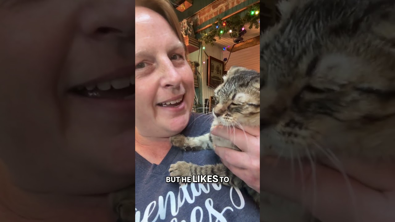 Enlarge Sneezy, a Adoptable American Shorthair in HOWELL, MI video 4/4
