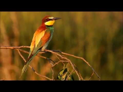 Żołna  (Merops apiaster)