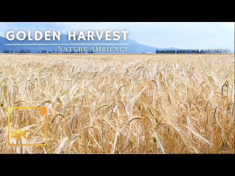 Golden Wheat Field Ambience in 4K - Gentle Wind, Birds, and Crickets