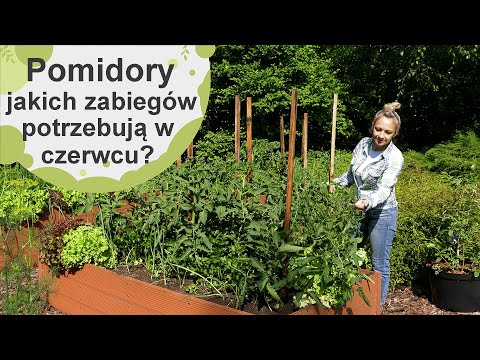 Pomidory. Jak dbać o pomidory w czerwcu? 🍅 Jakich zabiegów pielęgnacyjnych o tej porze potrzebują?