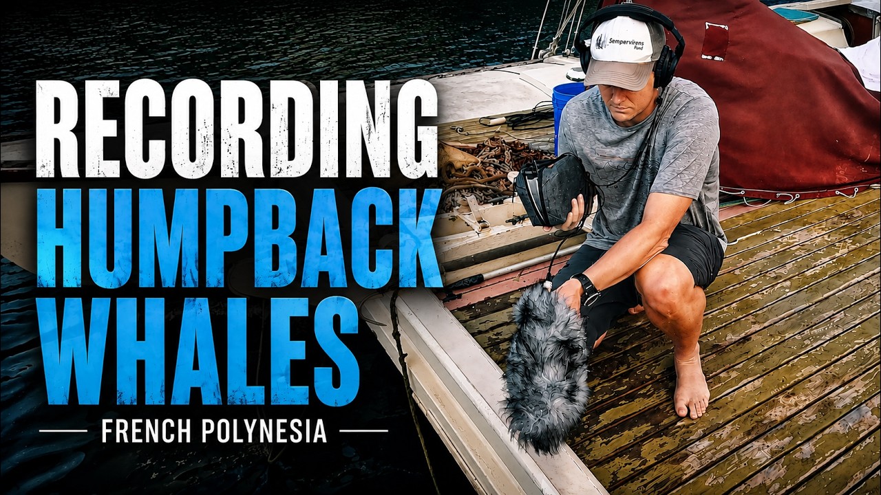 Recording the Hidden Songs of Humpback Whales | French Polynesia with Thomas Rex Beverly - YouTube