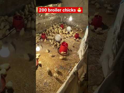 HOW to Raise 200 BROILER CHICKS 🐣 #egypt #animals #chicksfeed #chicks #chicken #broiler #farming