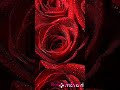Beautiful Red Rose Images Rose Picture For Dp Shorts Rose WhatsApp DP Images Red Rose Flower Images