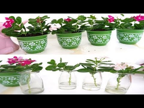 download lagu mp3 mp4 Periwinkle Plant, download lagu Periwinkle Plant gratis, unduh video klip Periwinkle Plant
