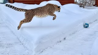 Летящий гепард- wow!!! Герда так круто играла с нами в мяч! 