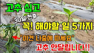 고추심고 30일전후 꼭 해야할일 고추 많이 수확하려면 이것 일찍 따지마세요 고추 안달립니다 #고추농사 #고추…