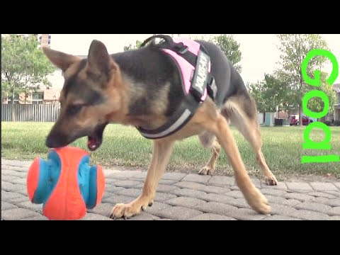 download lagu mp3 mp4 Chuckit Kick Fetch Large, download lagu Chuckit Kick Fetch Large gratis, unduh video klip Chuckit Kick Fetch Large