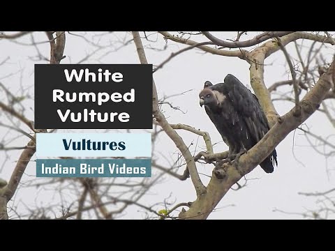 Gyps bengalensis White-rumped Vulture India