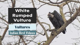 preview picture of video 'The White Rumped Vulture (Gyps Bengalensis) - Indian Bird Videos'