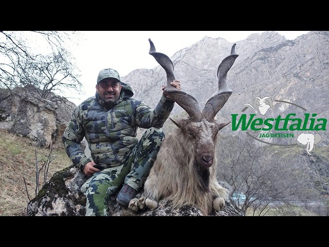 Video Pronunciation of Markhor in English