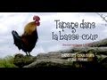 Tapage dans la basse-cour : Aventure à la ferme - documentaire animalier