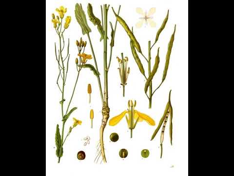 , title : 'Rapeseed | Wikipedia audio article'