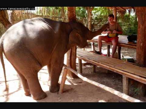 Plíhal  -  Prodavač slonů.wmv