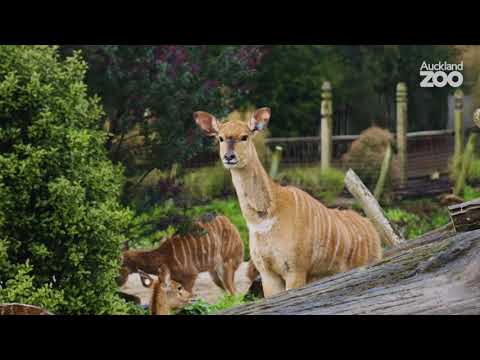 Nyala venture into their new home
