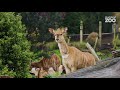 Nyala Venture Into Their New Home