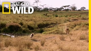 The Battle For Africa's Deadliest Predator Continues | Nat Geo Wild by Nat Geo WILD