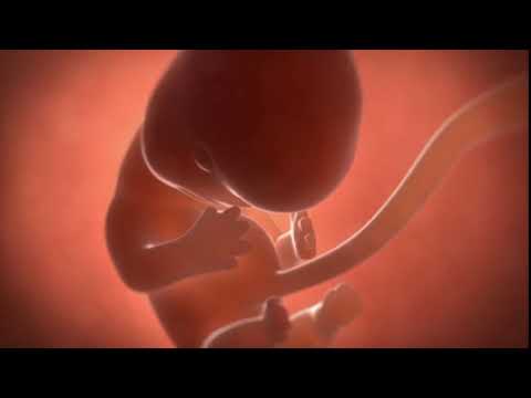 Your baby at 8 weeks | Week-by-week pregnancy | MadeForMums