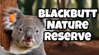 Explore Blackbutt Reserve | Wildlife, Walking Trails & Nature Escape | A Nature Lover's Paradise!