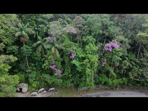 Tapirai cabeça da anta de cima 