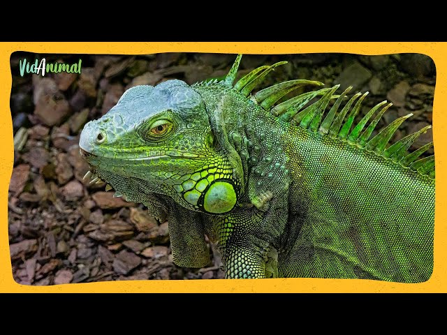 Vídeo relacionado con Iguana Verde - Descanso en los Árboles de la Jungla para una Vida Exótica
