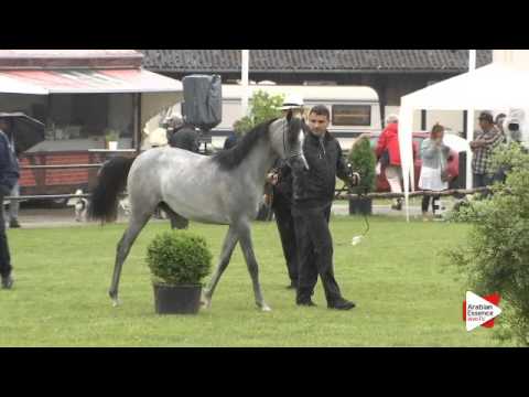 N.106 AJA CARRERA - Ströhen 2015 B-Show - Yearling Fillies (Class C)
