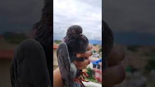 Download lagu Rescued & released a helpless pigeon 🐦 #youtubeshorts #nature #shorts #viralvideo mp3