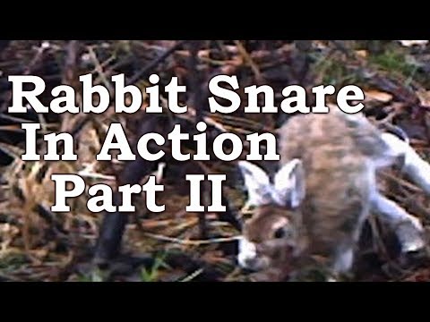 Rabbit Snaring ON TRAIL CAMERA! | Dodge, Dip, Dive, Duck and Dodge