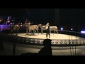 David Performing Ringling Bros Zebra Act