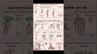 Tap Root&#39;s System🌱