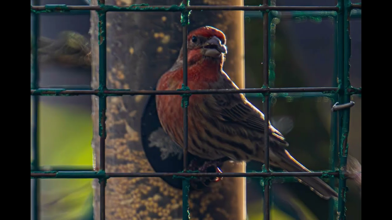 Welcoming Birds to Our Backyard: A Simple Joy