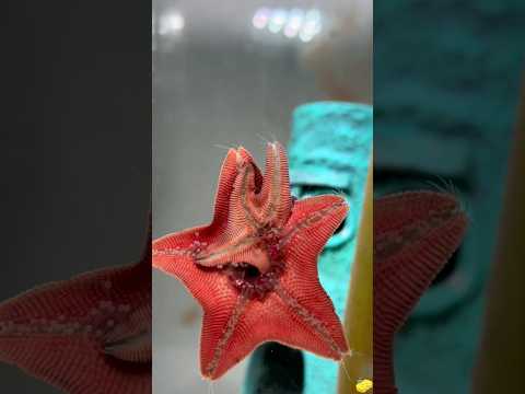 Real Starfish Are Actually Predators 😱 #animals#Friendship #Us#Starfish