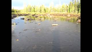 Fish at Igloo Lake Labrador - June 11, 2012