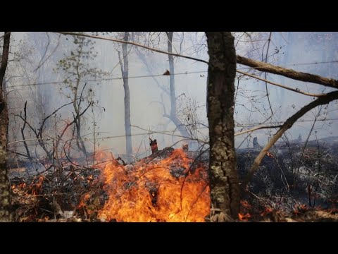 Forest fire hits avocado plantation in Mexico | AFP