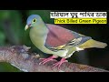 Thick Billed Green Pigeon Sound | Hariyal Bird Call | মোটা ঠোঁট হরিয়াল ঘুঘু পাখির ডাক @wildindiamit​