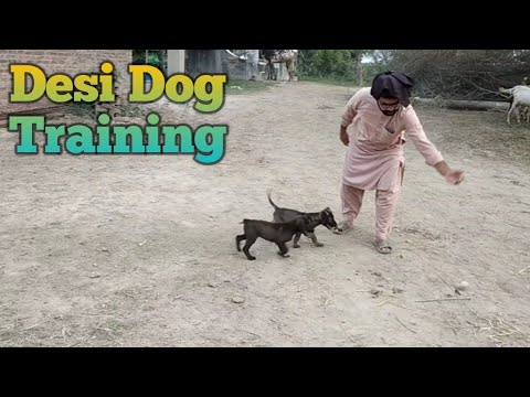 Desi Dog Training