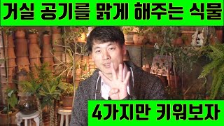 거실에 어울리는 4가지 공기 정화식물